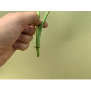 Syngonium podophyllum Mottled Arrowhead Ableger