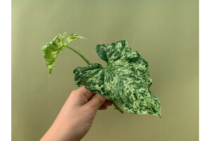 Syngonium podophyllum Mottled Arrowhead Cutting