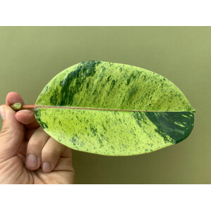 Ficus Shivereana Moonshine Ableger selten