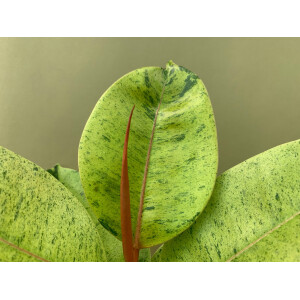 Ficus Shivereana Moonshine Ableger selten