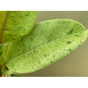 Ficus Shivereana Moonshine Ableger selten