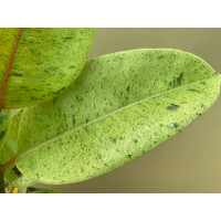 Ficus Shivereana Moonshine Ableger selten