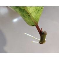 Ficus Shivereana Moonshine Ableger selten