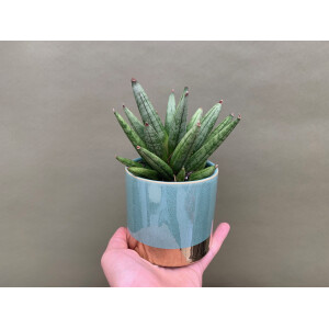 Sansevieria hedgehog