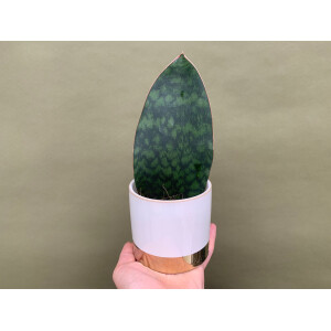 Sansevieria grandis