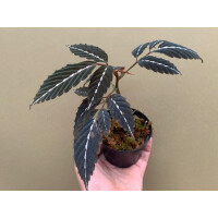 Leea amabilis Rare plant from Borneo