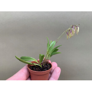 Pleurothallis bocainensis