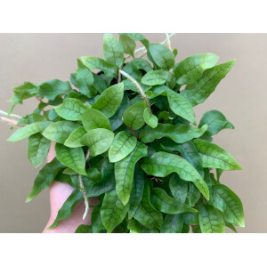 Microgramma lycopodioides