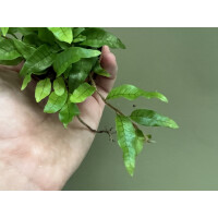 Microgramma lycopodioides