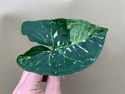 Syngonium Panda Cutting