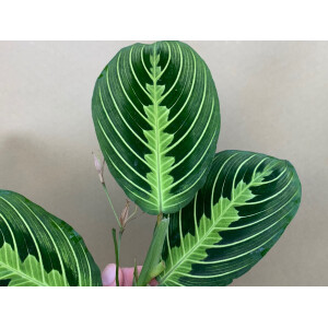 Maranta Lemon Lime Ableger
