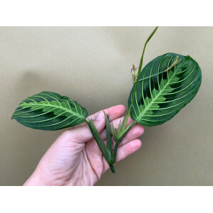 Maranta Lemon Lime Ableger