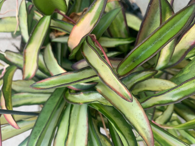 Hoya wayetii tricolor variegata Babyplant