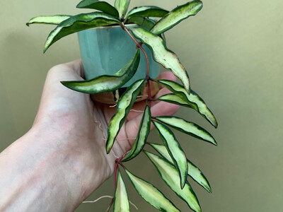 Hoya wayetii tricolor variegata Babyplant