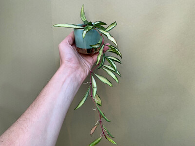 Hoya wayetii tricolor variegata Babyplant