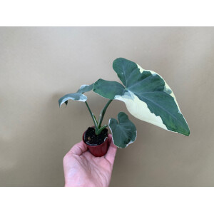 Xanthosoma variegata Mickey Mouse rare