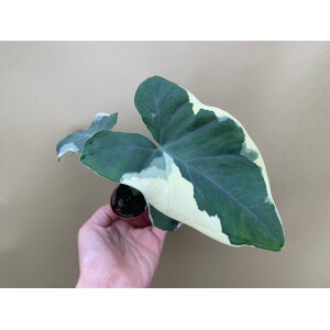 Xanthosoma variegata Mickey Mouse rare