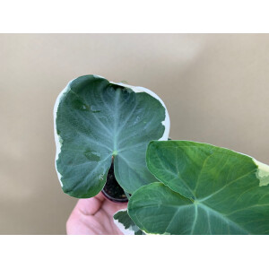 Xanthosoma variegata Mickey Mouse rare