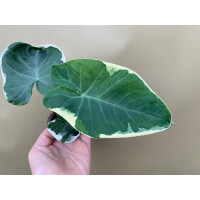 Xanthosoma variegata Mickey Mouse rare