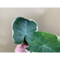 Xanthosoma variegata Mickey Mouse rare