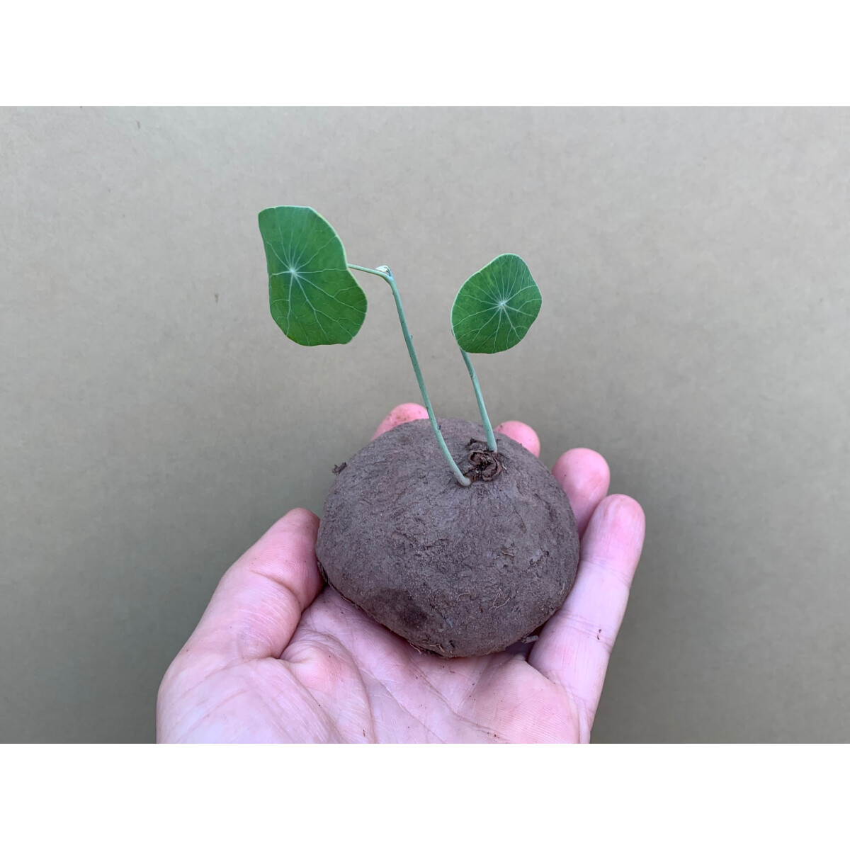 Stephania erecta Knolle 7-9cm box