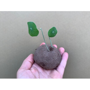 Stephania erecta Bulb