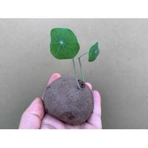 Stephania erecta Knolle