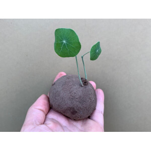 Stephania erecta Knolle