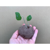 Stephania erecta Bulb