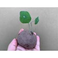 Stephania erecta Knolle