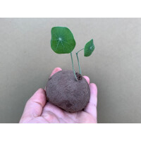 Stephania erecta Knolle