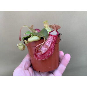 Nepenthes ventricosa x maxima