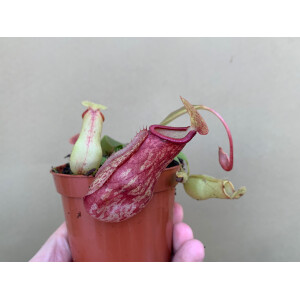 Nepenthes ventricosa x maxima