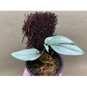 Amydrium Medium Silver S