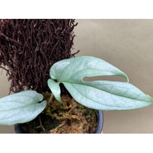 Amydrium Medium Silver S