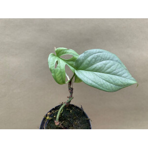 Amydrium Medium Silver S