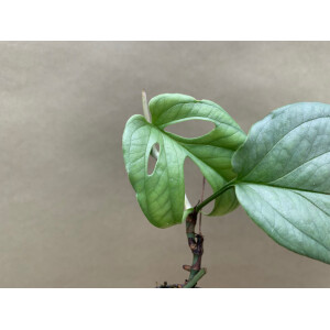 Amydrium Medium Silver S