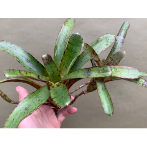 Neoregelia ampullacea red