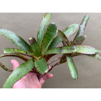 Neoregelia ampullacea red
