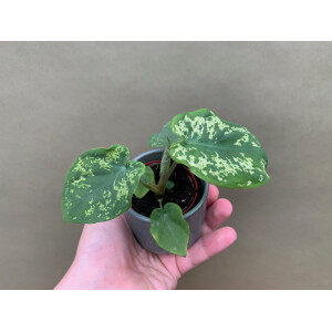 Caladium Hilo Beauty