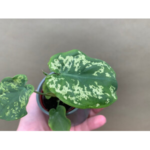 Caladium Hilo Beauty