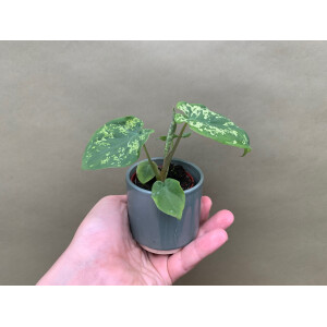 Caladium Hilo Beauty