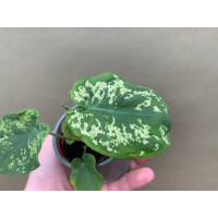 Caladium Hilo Beauty