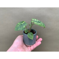 Caladium Hilo Beauty