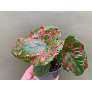 Caladium Poison Dart Frog