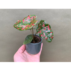 Caladium Poison Dart Frog