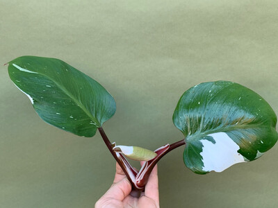 Philodendron White Knight Ableger