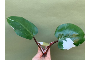 Philodendron White Knight Cutting