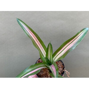 Neoregelia Bambi