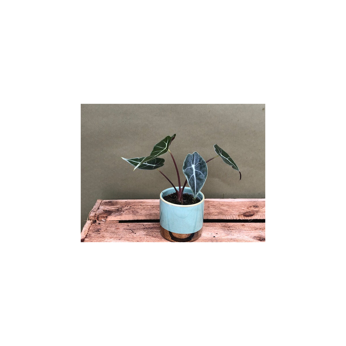 Alocasia Longiloba Babyplant